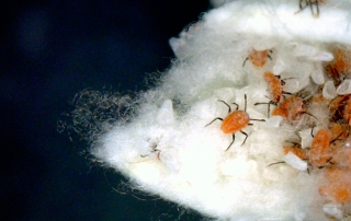 Gestió Integrada de Plagues